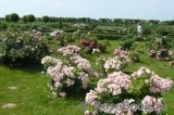 Abelzieds Abelzieds