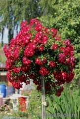 Rouge Meillandecor Rouge Meillandecor