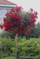 Rouge Meillandecor Rouge Meillandecor