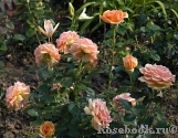 Ashram Ashram