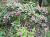 Rosa rugosa rubra Rosa rugosa rubra