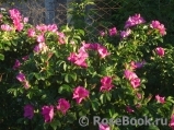 Rosa rugosa rubra Rosa rugosa rubra