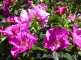 Rosa rugosa rubra Rosa rugosa rubra