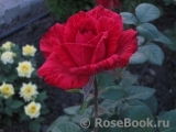 Red Intuition Red Intuition