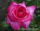 Rose Gaujard Rose Gaujard
