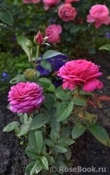 Heidi Klum Rose Heidi Klum Rose