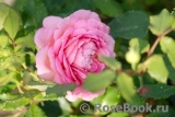 Jubilee Celebration® Jubilee Celebration®