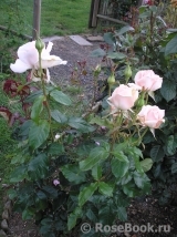 Chandos Beauty Chandos Beauty