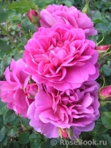 Princess Anne Princess Anne