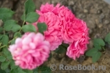 Rosarium Uetersen Rosarium Uetersen
