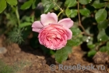 Jubilee Celebration® Jubilee Celebration®
