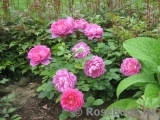 Princess Anne Princess Anne