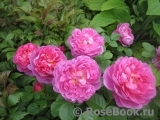 Princess Anne Princess Anne