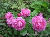 Princess Anne Princess Anne