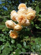Crown Princess Margareta® Crown Princess Margareta®