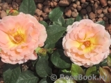 Rosemary Harkness Rosemary Harkness