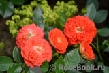 Starlet®-Rose Carmen®
