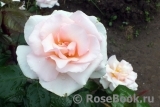 A Whiter Shade Of Pale A Whiter Shade Of Pale