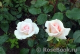 A Whiter Shade Of Pale A Whiter Shade Of Pale