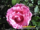 Pink Flash Pink Flash