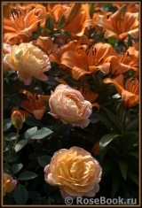 Lady of Shalott Lady of Shalott