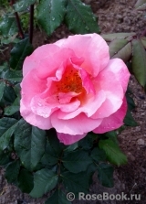 Les blouses roses ® Les blouses roses ®