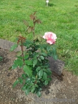 Les blouses roses ® Les blouses roses ®
