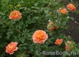 Lady of Shalott Lady of Shalott