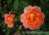 Lady of Shalott Lady of Shalott