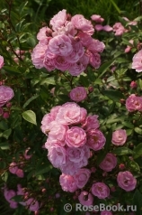 Heavenly Pink Heavenly Pink