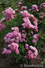 Heavenly Pink Heavenly Pink