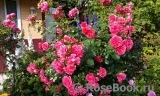Rosarium Uetersen Rosarium Uetersen