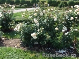 Crocus Rose® Crocus Rose®