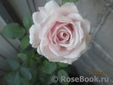 Kordes' Rosenfaszination ®