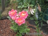 Decor Arlequin Decor Arlequin