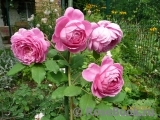 Alan Titchmarsh Alan Titchmarsh