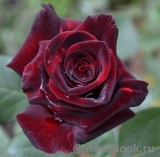 Black Baccara Black Baccara