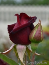 Black Baccara Black Baccara