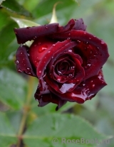 Black Baccara Black Baccara