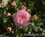 Mariatheresia Mariatheresia