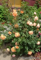 Lady of Shalott Lady of Shalott
