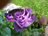 Blue for You Blue for You