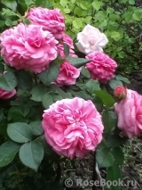 Baronesse Baronesse