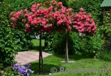 Rosarium Uetersen Rosarium Uetersen