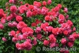 Rosarium Uetersen Rosarium Uetersen
