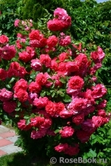 Rosarium Uetersen Rosarium Uetersen