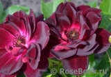 Burgundy Ice Burgundy Ice