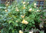 Crown Princess Margareta® Crown Princess Margareta®