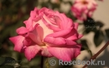 Rose Gaujard Rose Gaujard