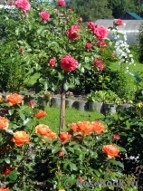 Rosarium Uetersen Rosarium Uetersen